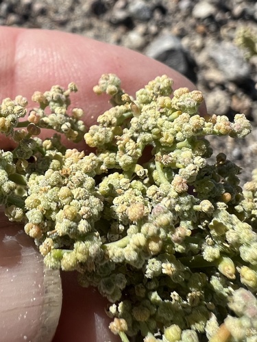 Nevada Goosefoot (Chenopodium nevadense)