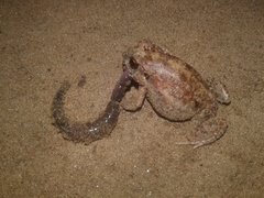 Tomopterna marmorata