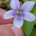 Lovell's Violet - Photo (c) Dawn Carrie, some rights reserved (CC BY-NC), uploaded by Dawn Carrie