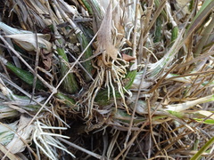 Encyclia adenocarpa