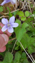 Viola sagittata