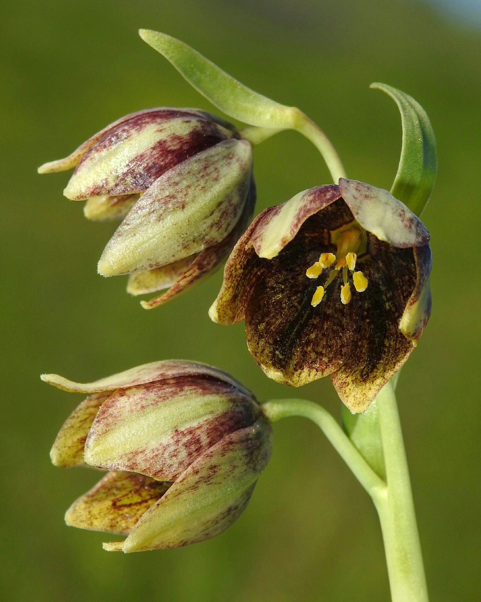Fritillaria agrestis
