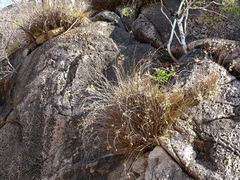 Encyclia adenocarpa