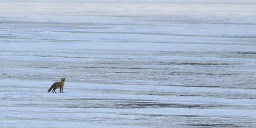 Red Fox photographed in New York