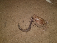 Tomopterna marmorata