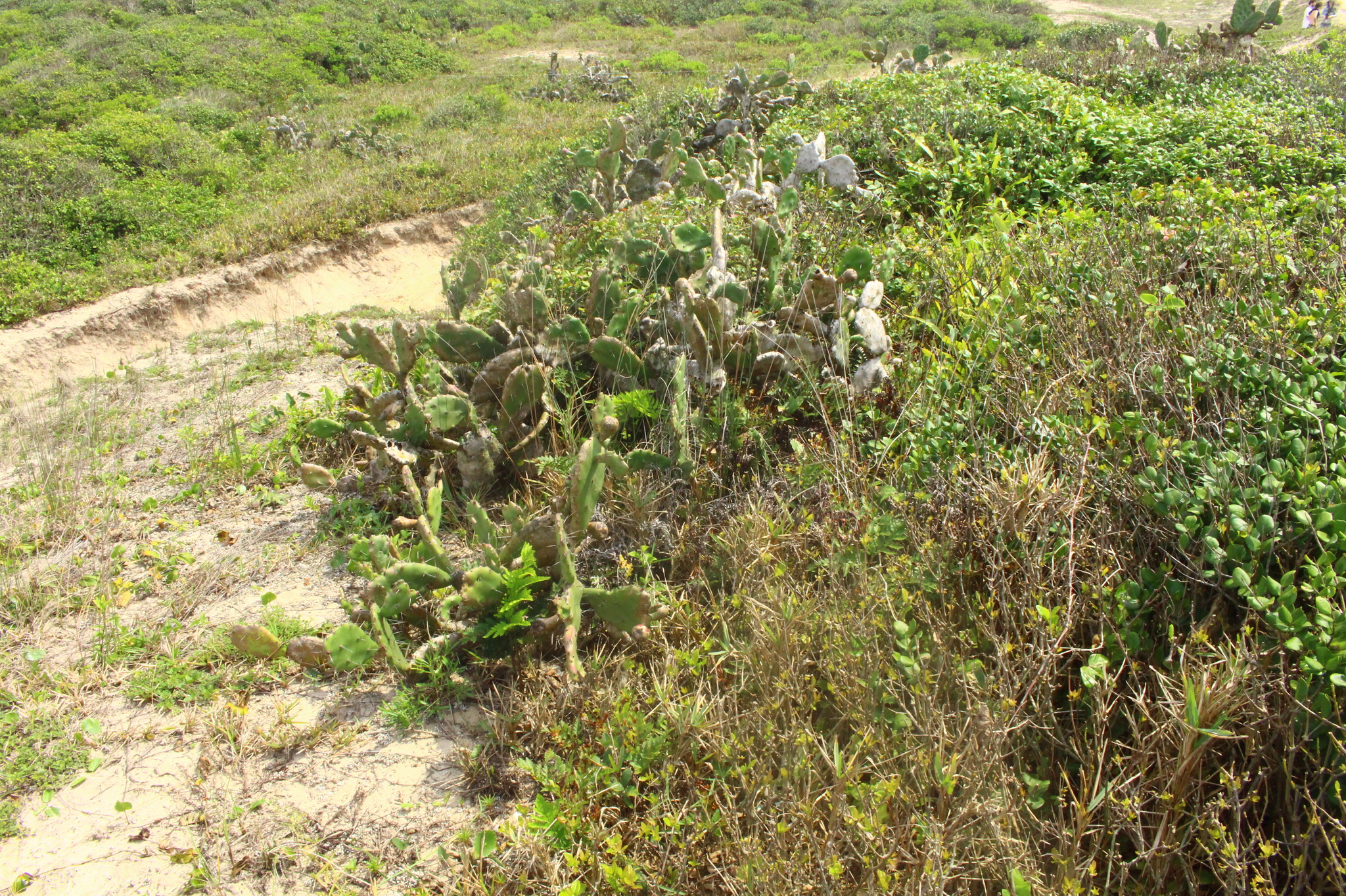 Opuntia monacantha