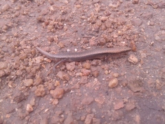Panaspis