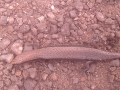 Panaspis