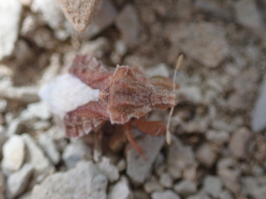 Phymata maculata