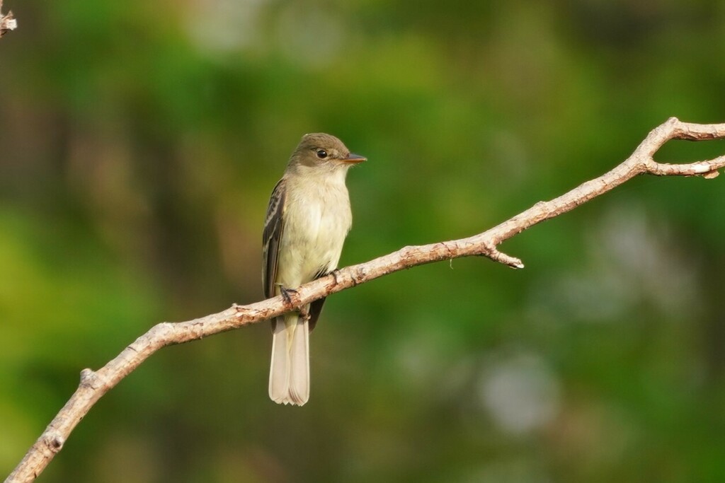 Empidonax Flycatchers from Caraquet, NB, Canada on June 24, 2023 at 08: ...