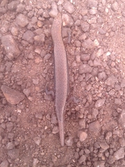 Panaspis