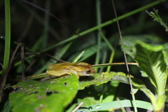 Dendropsophus werneri