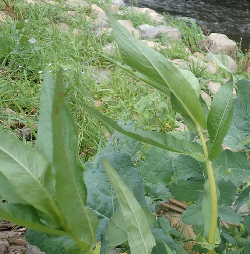 Image of Guizotia abyssinica by (c) Thomas Gyselinck, some rights reserved (CC BY)