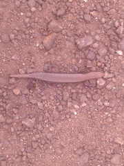 Panaspis
