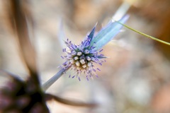 Eryngium creticum