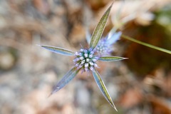 Eryngium creticum
