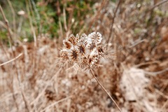 Artedia squamata
