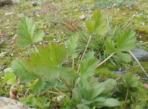 Image of Erodium crinitum by (c) Thomas Gyselinck, some rights reserved (CC BY)