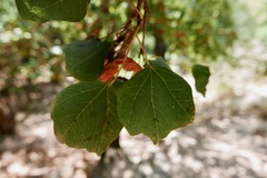Acer obtusifolium