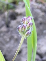 Plantago erecta