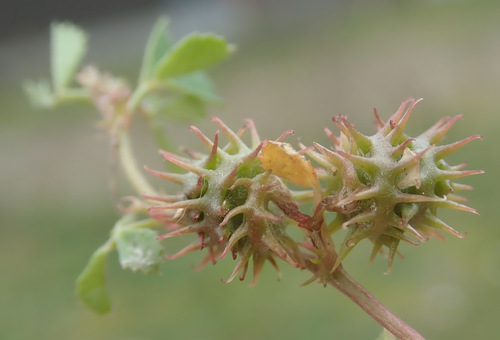 early medick (Medicago praecox)