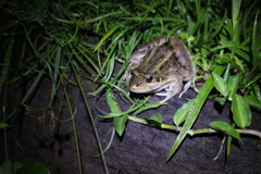 Leptodactylus paranaru
