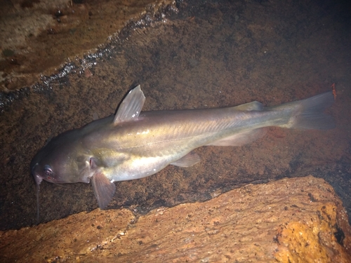 Lerma catfish (Ictalurus dugesii) — Ictaluridae — 4