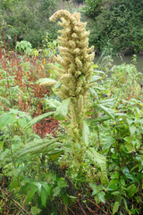 Amaranthus hypochondriacus