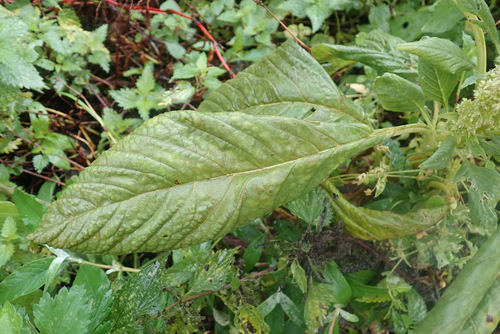 Amaranthus hypochondriacus, photograph 2