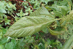Amaranthus hypochondriacus, photograph (c) Thomas Gyselinck, some rights reserved (CC BY)