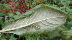 Amaranthus hypochondriacus, photograph (c) Thomas Gyselinck, some rights reserved (CC BY)
