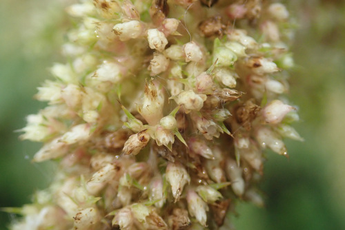 Amaranthus hypochondriacus, photograph 4