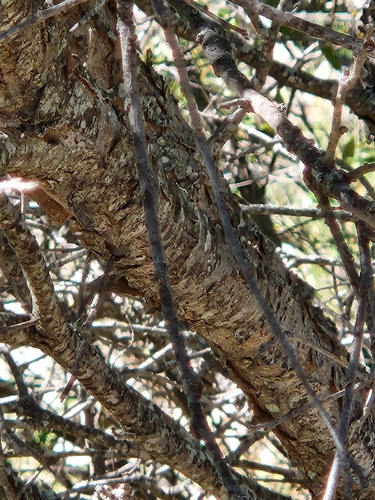 Image of Quercus vaseyana by (c) Jo Roberts, some rights reserved (CC BY)