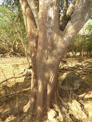 Sideroxylon palmeri