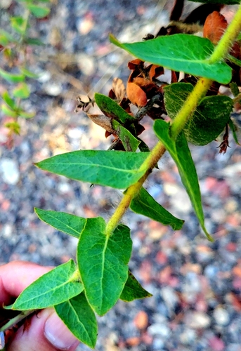 Paradise Manzanita foliage