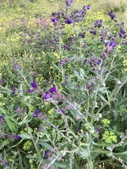 Anchusa officinalis