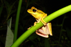 Boana bischoffi