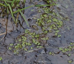 Spirodela polyrhiza