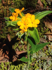 Lithospermum canescens