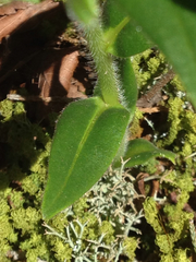 Lithospermum canescens