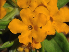 Lithospermum canescens