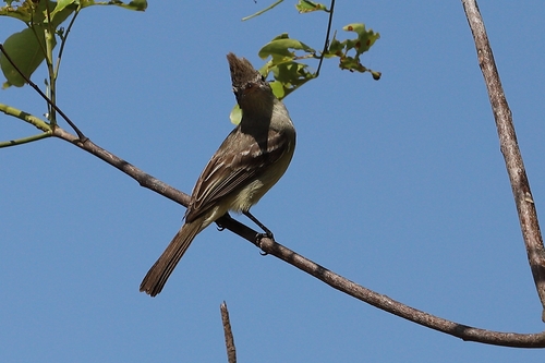Plain-crested Elaenia