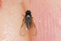 Dohrniphora incisuralis