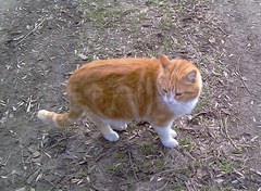 Felis catus