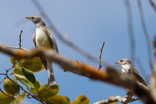 Suiriri Flycatcher