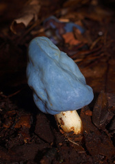 Clavogaster virescens