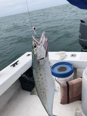 Scomberomorus maculatus