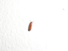 Coleoptera