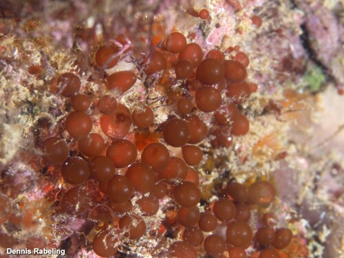 Botryocladia botryoides observed 2023-10-16