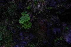 Gunnera manicata